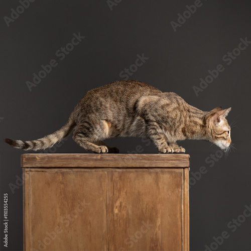 Studio photoshoot of a cute little kitten