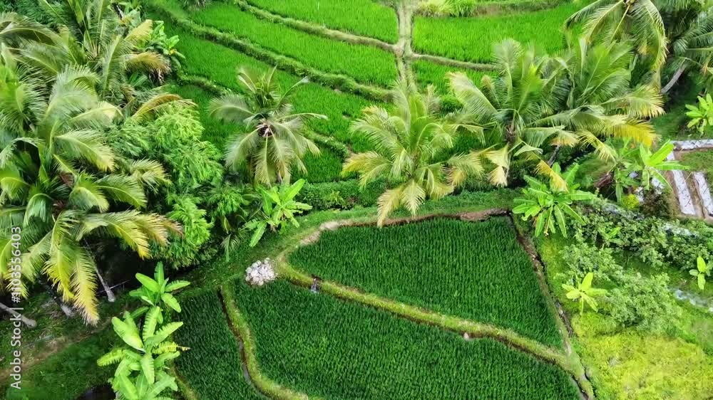 aerial panorama of agrarian rice fields landscape in the village of Central Java, like a terraced rice fields ubud Bali ASIA Indonesia aerial panorama of agrarian rice fields landscape in the village of Central Java, like a terraced rice fields ubud Bali ASIA Indonesia