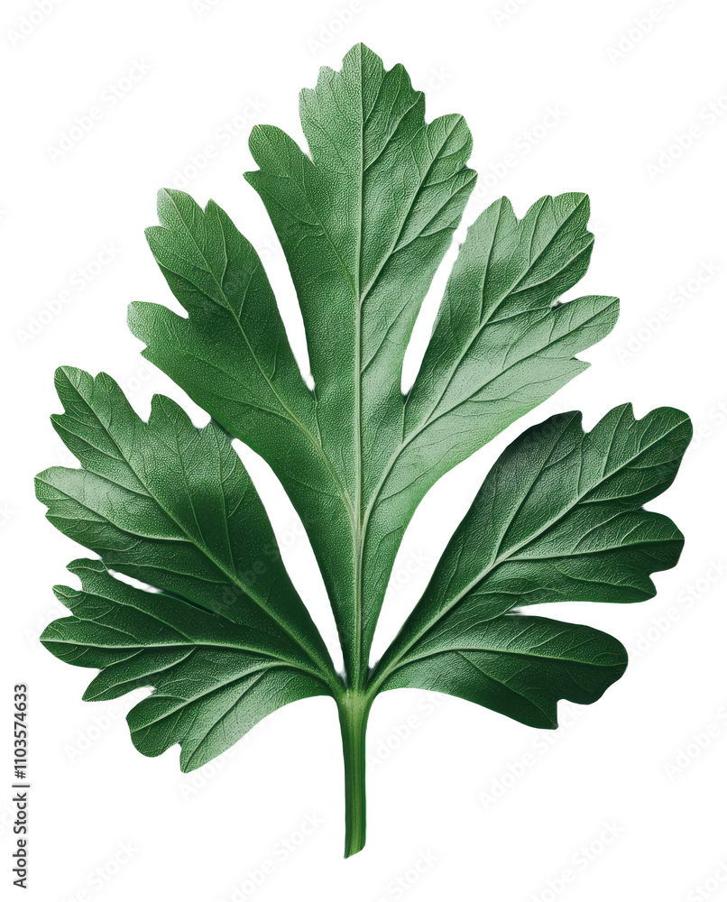 Naklejka premium PNG Single green parsley leaf with detailed veins