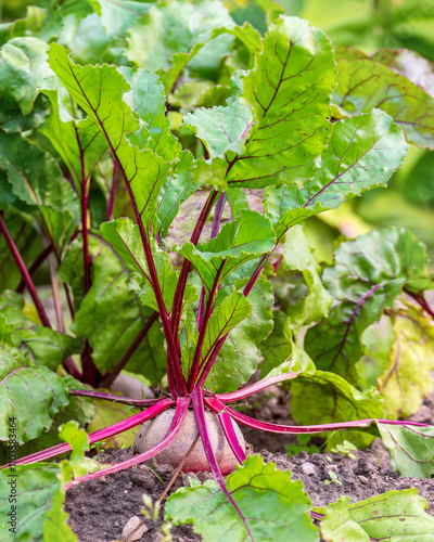 Beets with lush haulm in the ground in the bed. Harvest vegetables. Home gardening