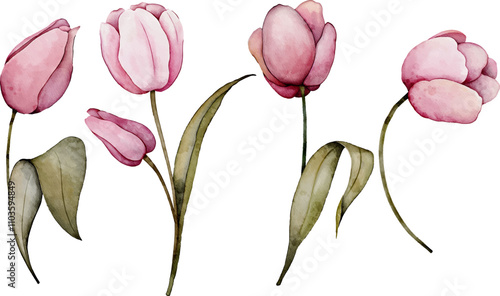 Pink tulip flowers watercolor collection. Set of spring and summer flowers painting isolated on white background. Vector illustration