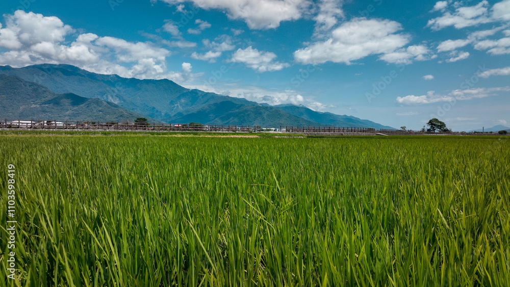 Lush green rice field under a bright sky in Taiwan with mountains in the background Lush green rice field under a bright sky in Taiwan with mountains in the background