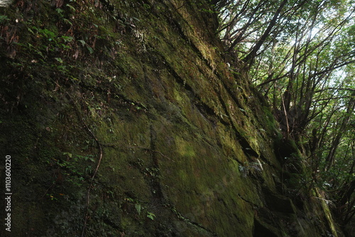 苔の壁