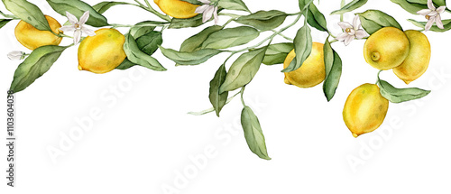 Seamless horizontal border or banner tropical lemon and white flower. Hand drawn watercolor illustration on white isolated background. Citrus pattern for frame or banner. Fruit with green leaves