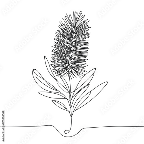 Bottlebrush plant outline drawing on a transparent background for Australia Day celebration