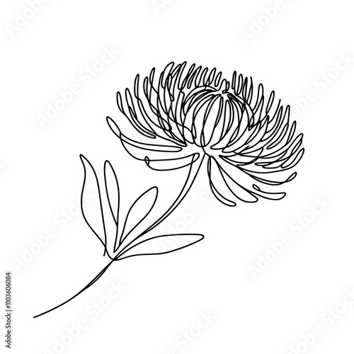 Waratah flower outline drawing on a transparent background for Australia Day celebration