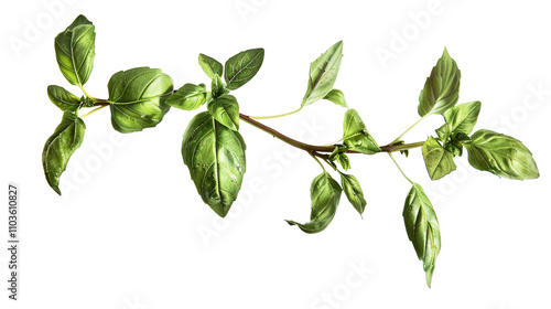 Fresh Basil Herb Sprig on Transparent Background for Culinary and Wellness Use on isolate White Background