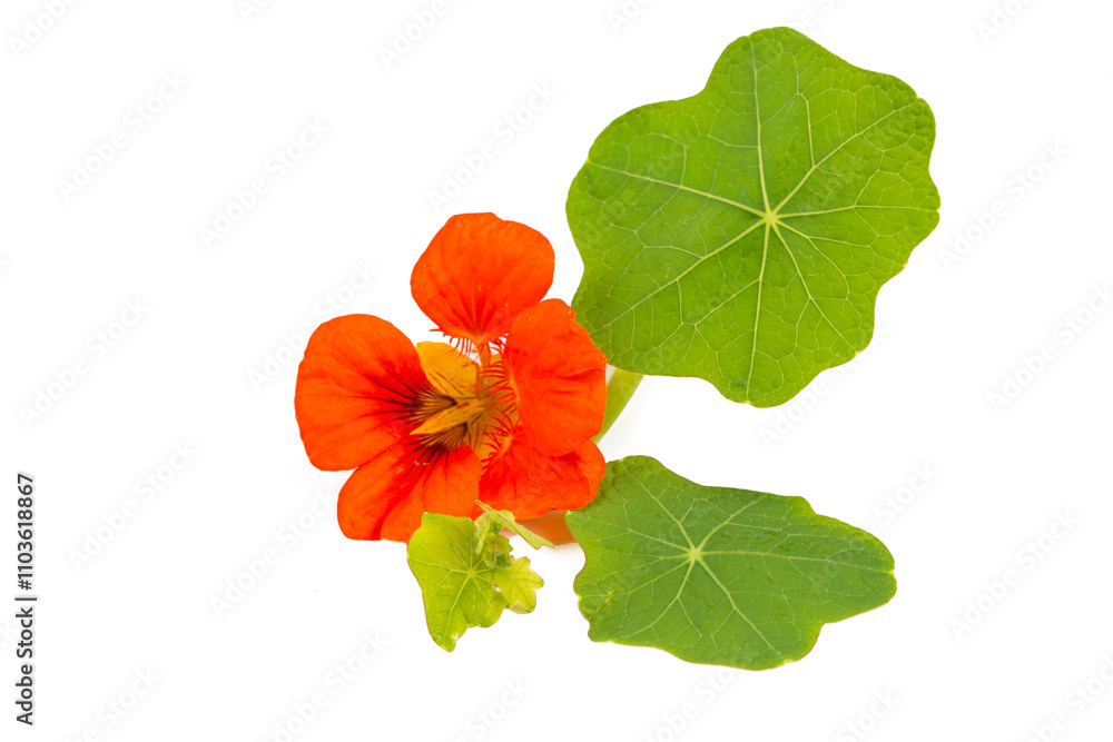 Tropaeolum majus flower on the white background Tropaeolum majus flower on the white background