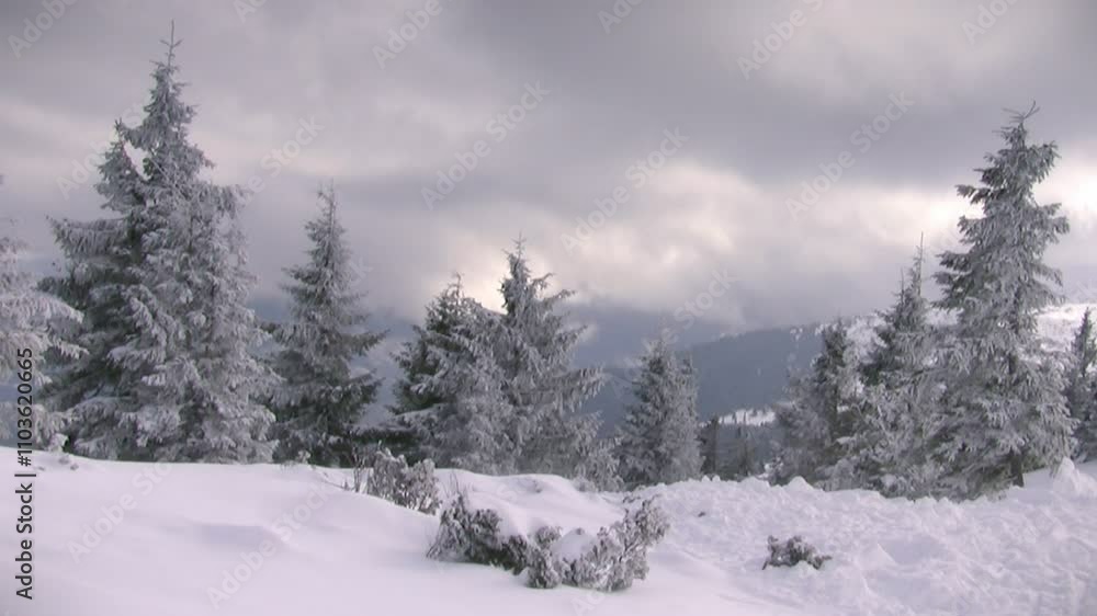 Snow-covered fir trees on a mountain slope under a cloudy winter sky serene landscape nature wilderness frosty weather peaceful scene panoramic beauty seasonal view Snow-covered fir trees on a mountain slope under a cloudy winter sky serene landscape nature wilderness frosty weather peaceful scene panoramic beauty seasonal view