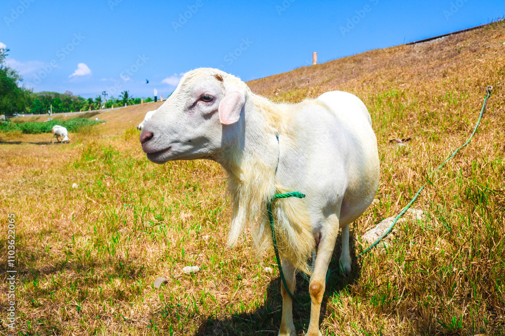Close up of white local goat standing in the meadow looking at the camera. Goat herd in the sunny meadow with blue sky background. Releasing goats in the meadow Close up of white local goat standing in the meadow looking at the camera. Goat herd in the sunny meadow with blue sky background. Releasing goats in the meadow