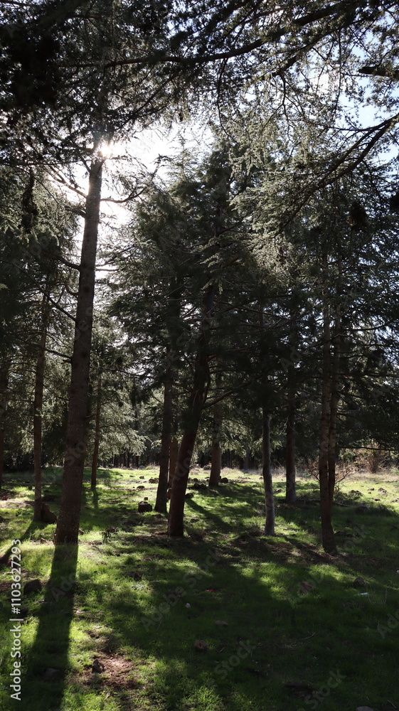 Lush Coniferous Trees in Scenic Forest Landscape Under Bright Blue Sky with Fluffy Clouds, Highlighting Nature, Evergreen Plants, and Seasonal Beauty
Lush Coniferous Trees in Scenic Forest Landscape Under Bright Blue Sky with Fluffy Clouds, Highlighting Nature, Evergreen Plants, and Seasonal Beauty