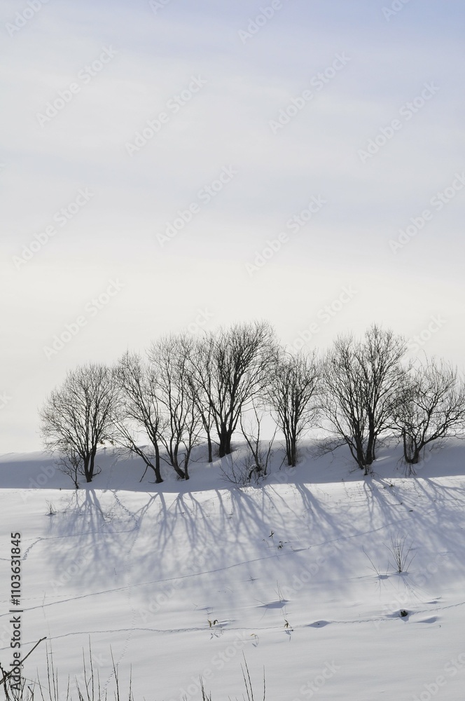 Obraz premium 雪の丘の上の木立と影 