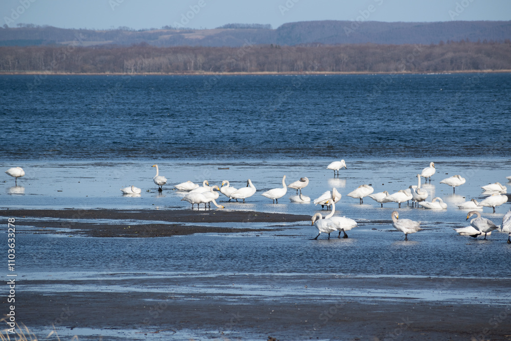 Obraz premium 砂浜に群れるオオハクチョウ 