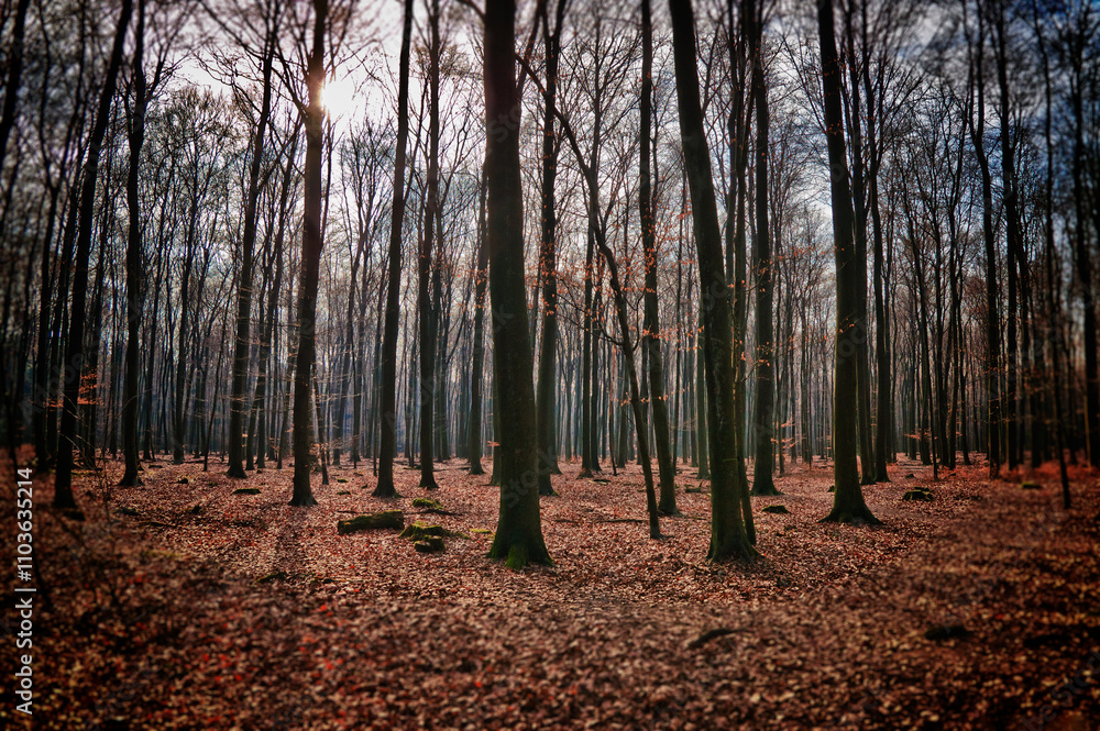 Obraz premium Focused view into an autumn forest.