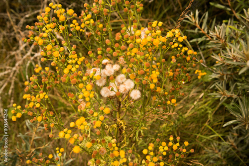 yellow flowers in the grass