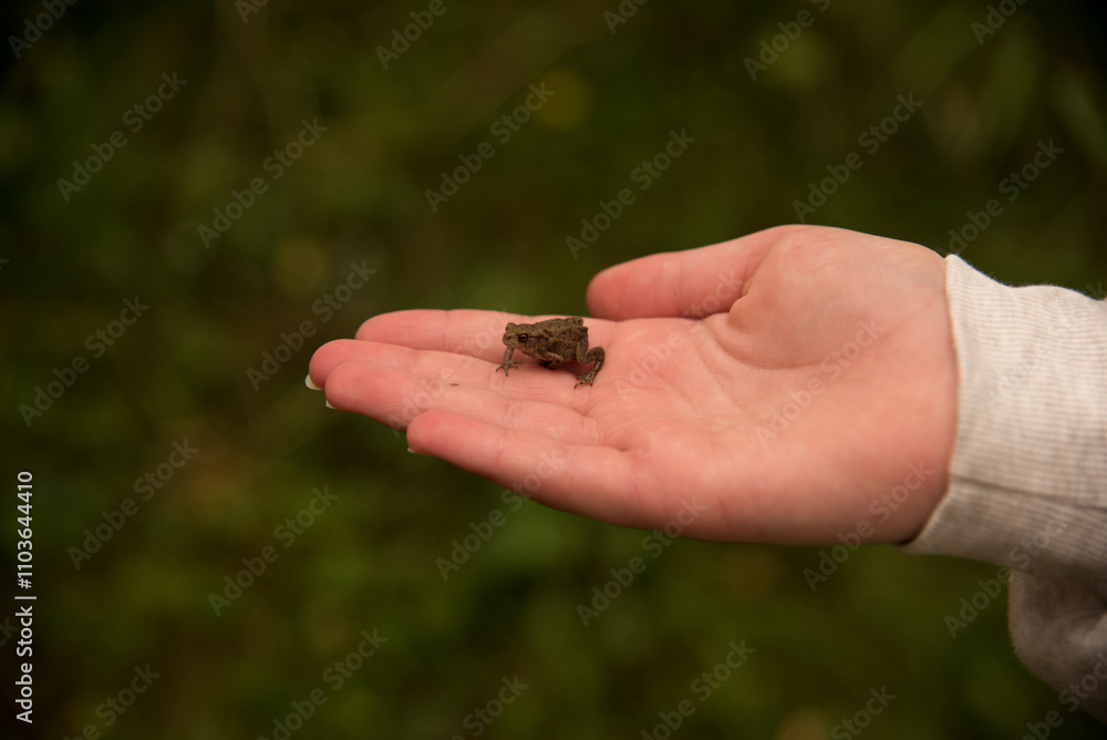 Fototapeta premium Little Frog Sitting on Palm