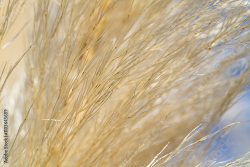 Фотография Macro photography of nature, fluffy bulrush