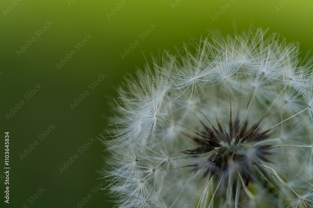 Fototapeta premium Macro photography of nature, white fluffy dandelion