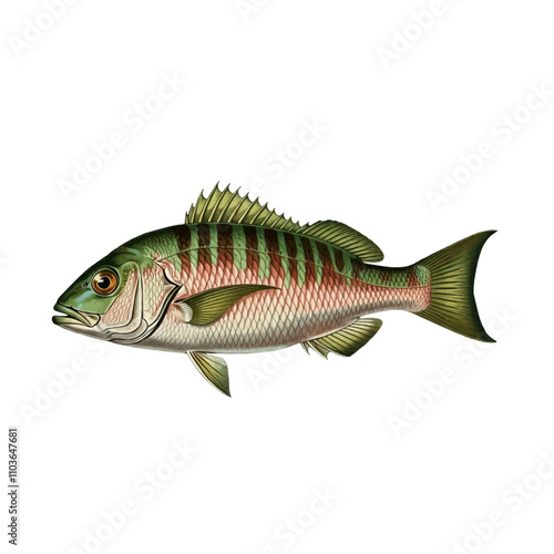 Vintage Mutton Snapper (Lutjanus analis) Lithograph