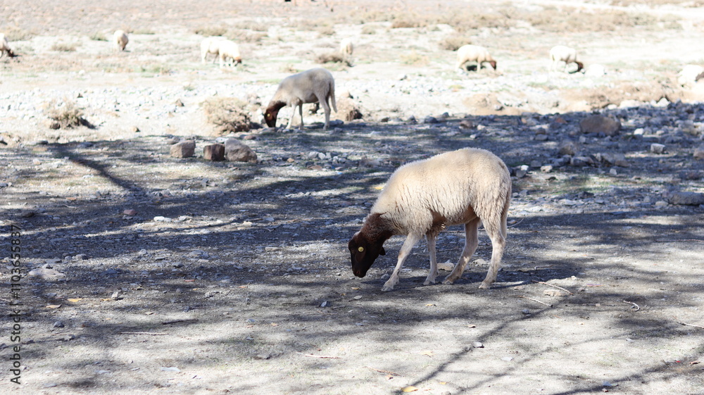 Naklejka premium Sheep Grazing Near Tislit Lake in Imilchil, Morocco's Haut Atlas Oriental National Park, with Snowy Mountains and Serene Blue Waters 