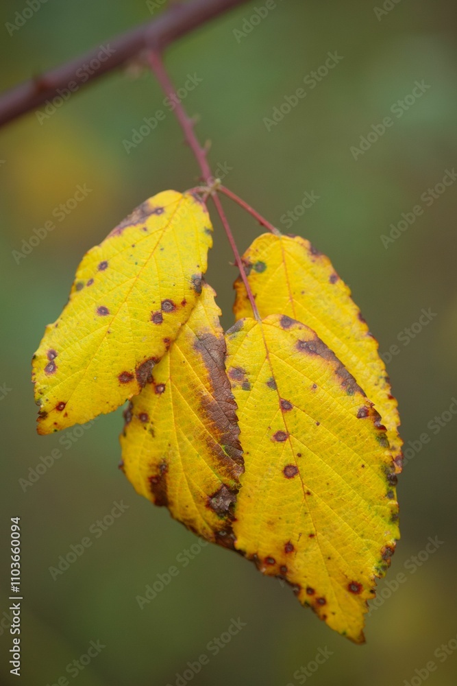 Closeup shot of yellow autumn leaves with dark spots against a blurry background