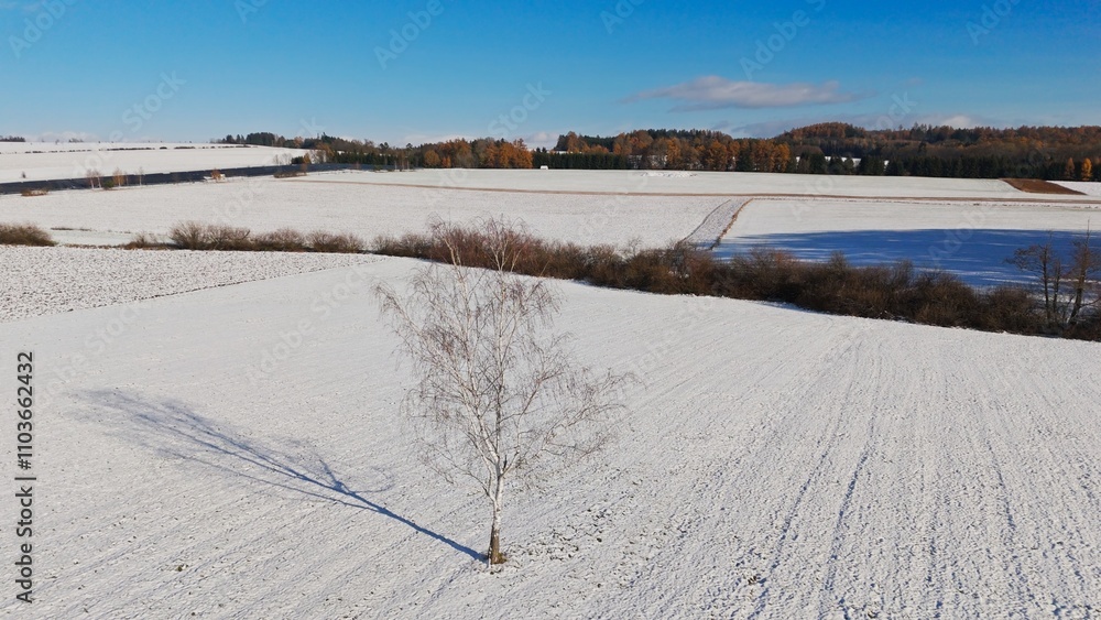 Tree in the middle of the field captured from above on the winter day. Tree in the middle of the field captured from above on the winter day.