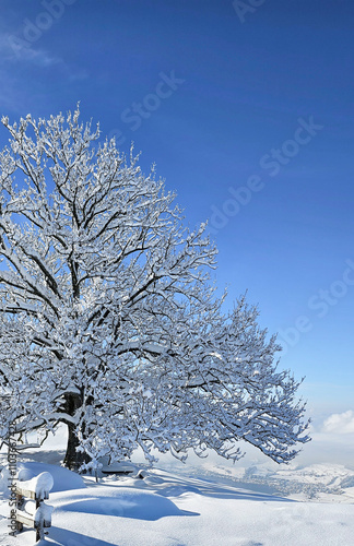 Winter landscape. Snow-Covered Tree.