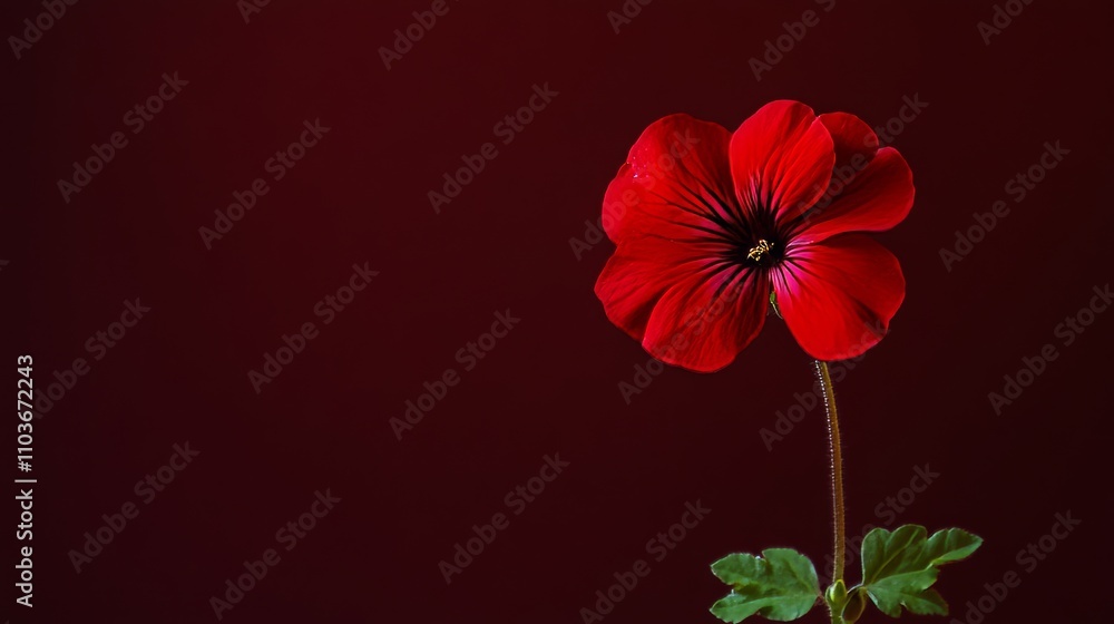 Obraz premium A bold red geranium against a deep burgundy background, close-up shot, Minimalist style