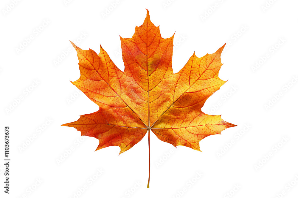 Obraz premium a yellow maple leaf