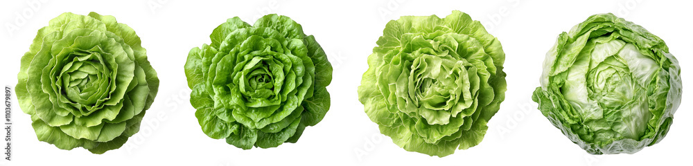fresh crisp green lettuce heads arranged neatly transparent background fresh crisp green lettuce heads arranged neatly transparent background