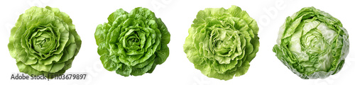 fresh crisp green lettuce heads arranged neatly transparent background