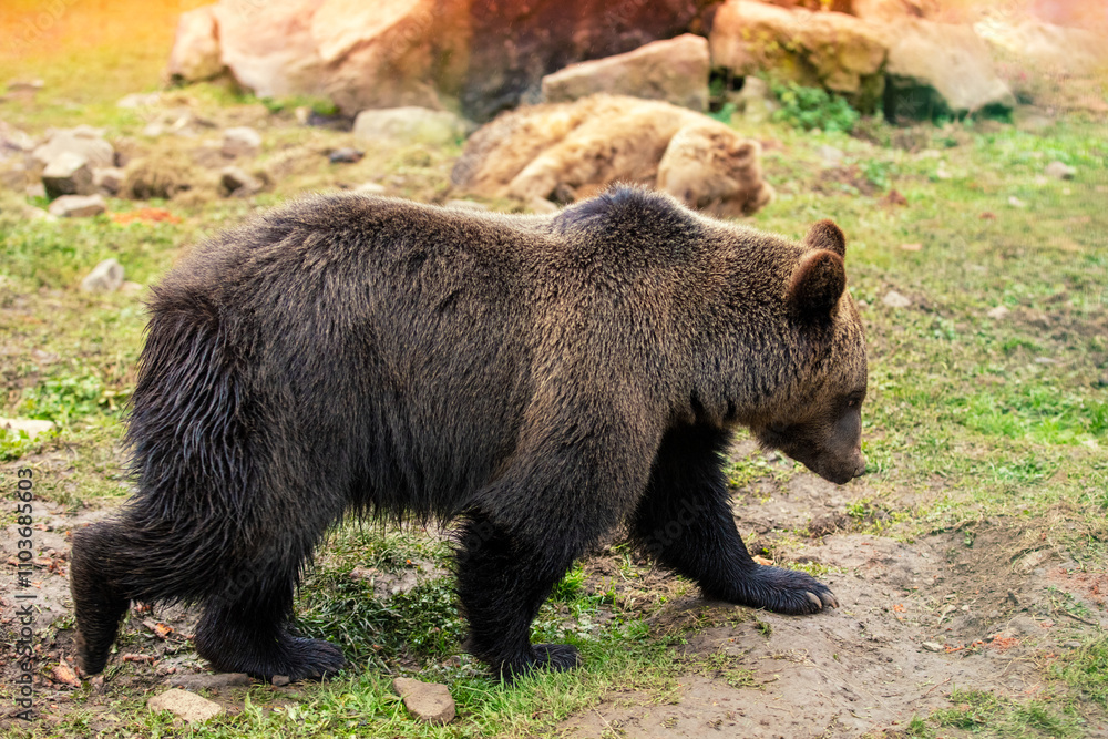 An adult brown bear walks in the wild forest An adult brown bear walks in the wild forest