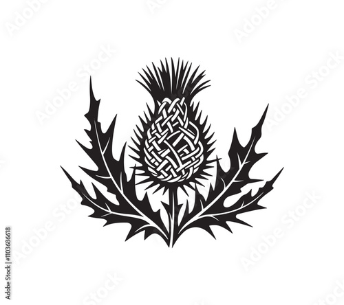Scottish thistle vector