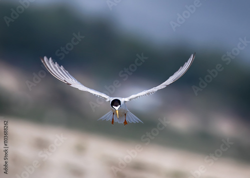 Little tern bird in flying padma river photo