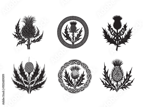 Scottish thistle vector