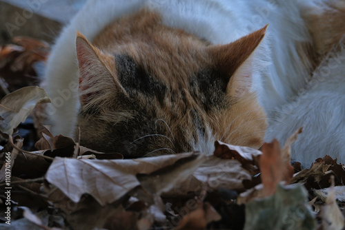 Cute cat sleeping in the autumn leaves. Selective focus. photo