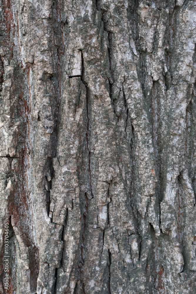 High-resolution close-up of tree bark showcasing its rough, intricate texture and natural patterns, perfect for backgrounds or nature-inspired designs High-resolution close-up of tree bark showcasing its rough, intricate texture and natural patterns, perfect for backgrounds or nature-inspired designs