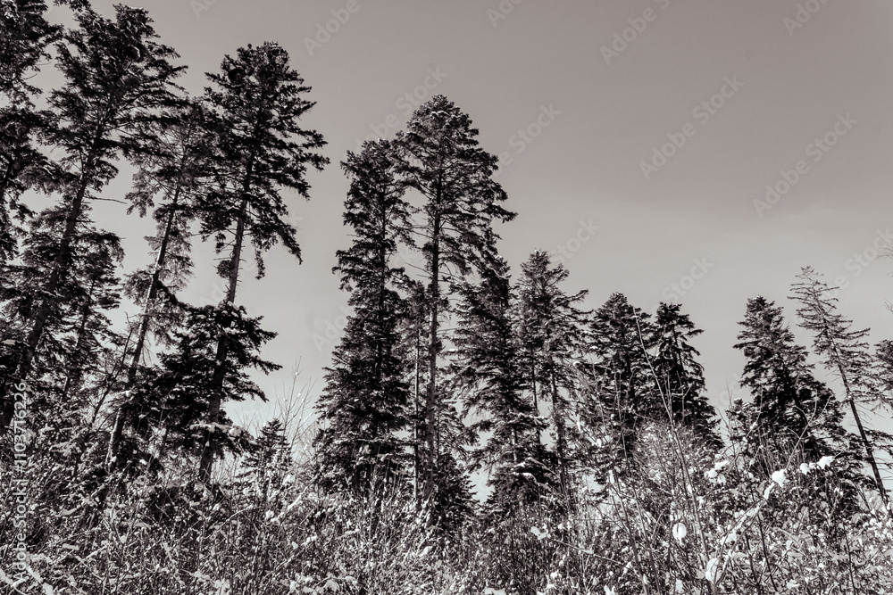 Obraz premium Landscapes - Forest - Europe, Romania, Suceava region
