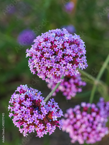 Fotografía Verbena bonariensis or the purpletop vervain flower, close up