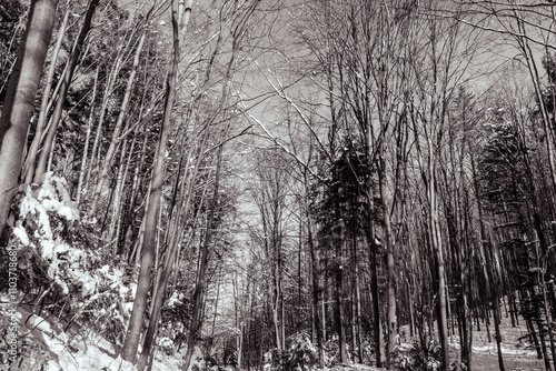 Landscapes - Forest - Europe, Romania, Suceava region