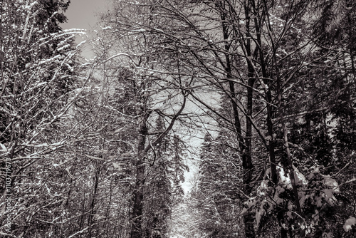 Wallpaper Mural Landscapes - Forest - Europe, Romania, Suceava region Torontodigital.ca