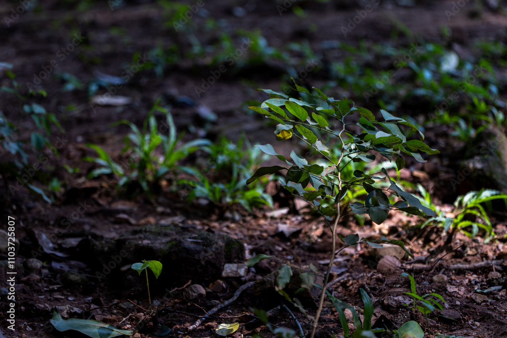 Small trees grow in the ground, surrounded by grass. Small trees grow in the ground, surrounded by grass.