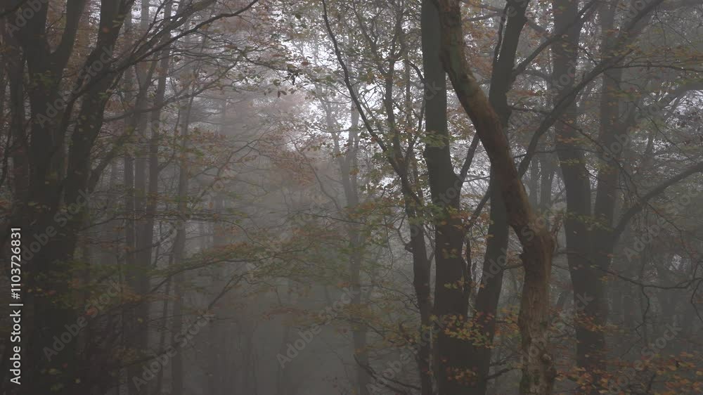 Slowly Gliding Through a Foggy Forest