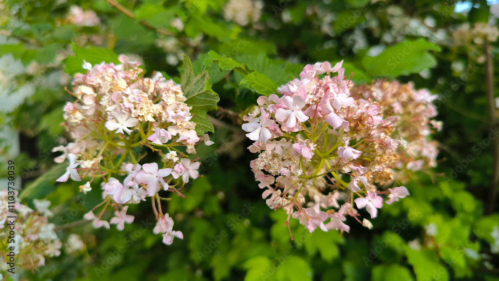 blooming snowball bush viburnum in spring blooming snowball bush viburnum in spring