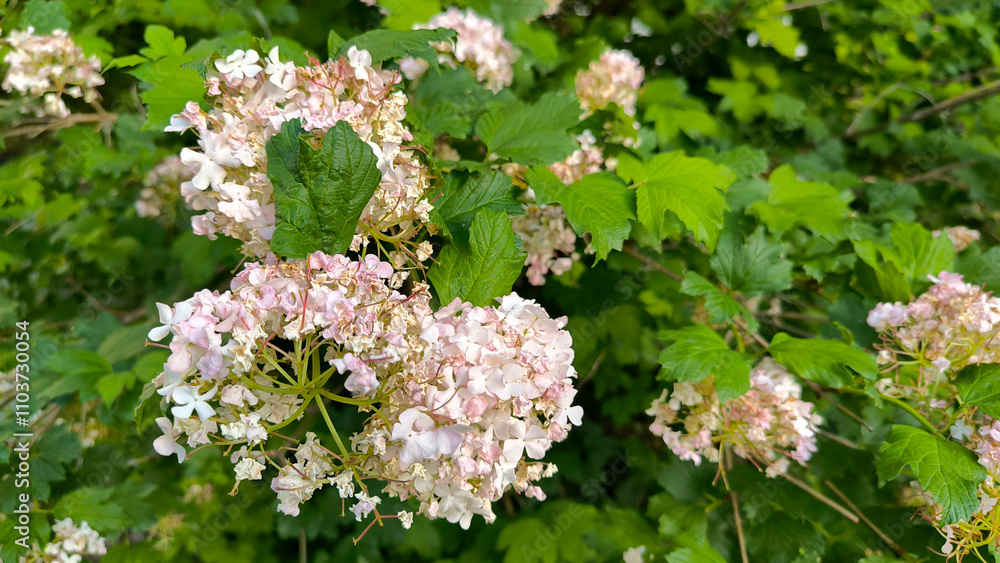 blooming snowball bush viburnum in spring blooming snowball bush viburnum in spring