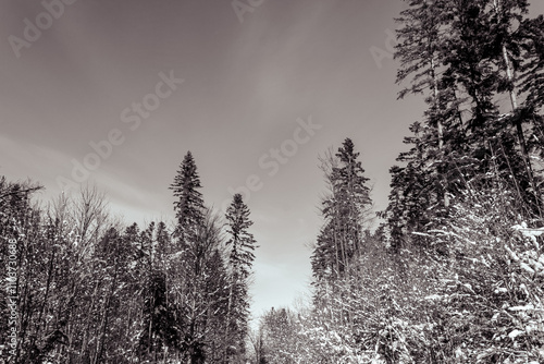 Landscapes - Forest - Europe, Romania, Suceava region