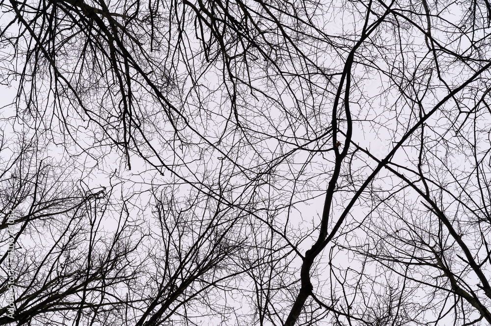 Tree branch. View from below on tree branches in winter. Trees silhouette in sky. Nature forest background. Tree branch. View from below on tree branches in winter. Trees silhouette in sky. Nature forest background.