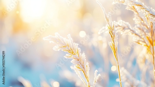 Closeup photo capturing golden grass blades adorned with frost, glimmering in sunlight. This enchanting winter scene highlights the beauty of golden grass in a serene setting. Copy space available.