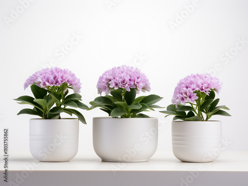 Wallpaper Mural A display of flowers in white pots on a white background Torontodigital.ca
