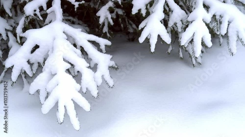 Snow falls on snow-covered spruce branches. Natural background of winter forest.